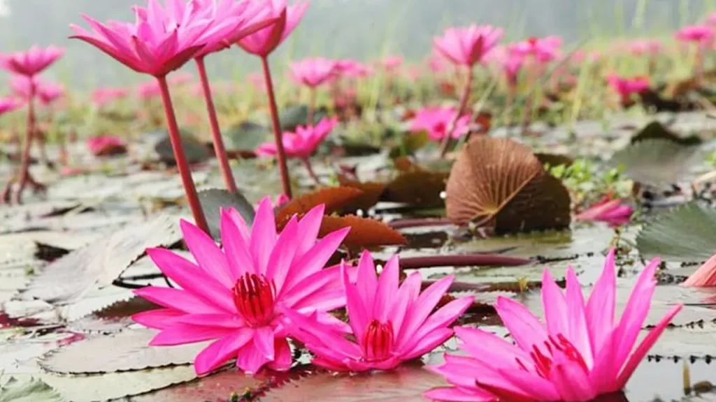 হারিয়ে যাচ্ছে জাতীয় ফুল শাপলা