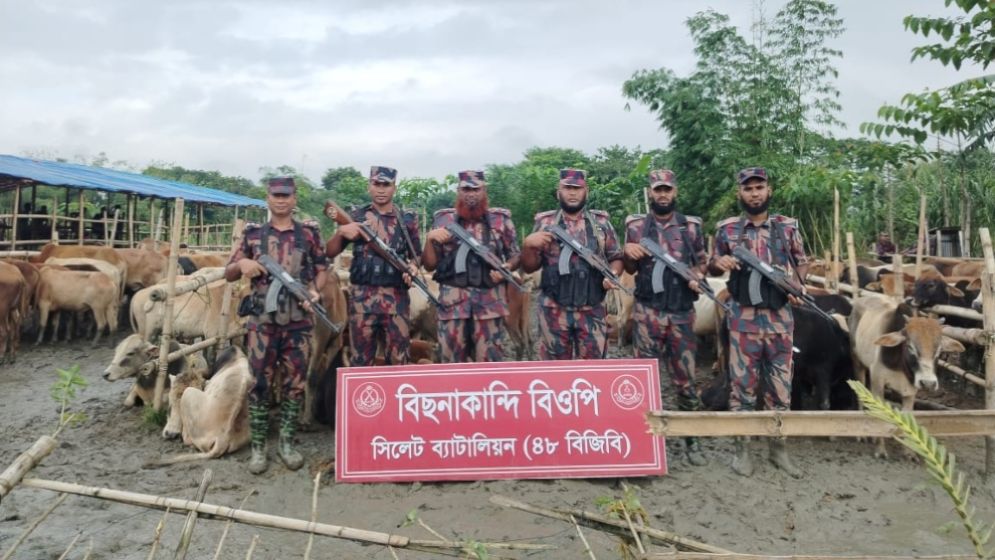 বিজিবির হাতে ধরা পড়ল ভারতীয় গরু-মহিষের সবচেয়ে বড় চালান